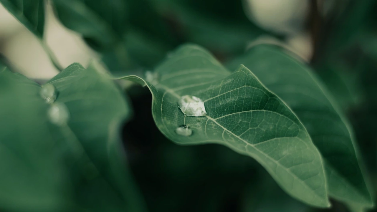 蘑菇视频在线观看历史截图1